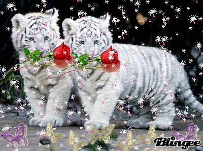 tigres blancs roses